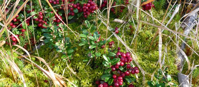 ilustrace na pozadí