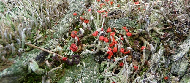 ilustrace na pozadí