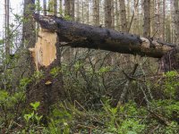 Horská služba Beskydy vyzývá k respektování zákazu vstupu do lesa