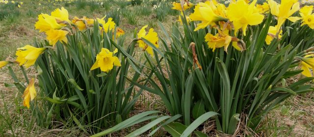 ilustrace na pozadí