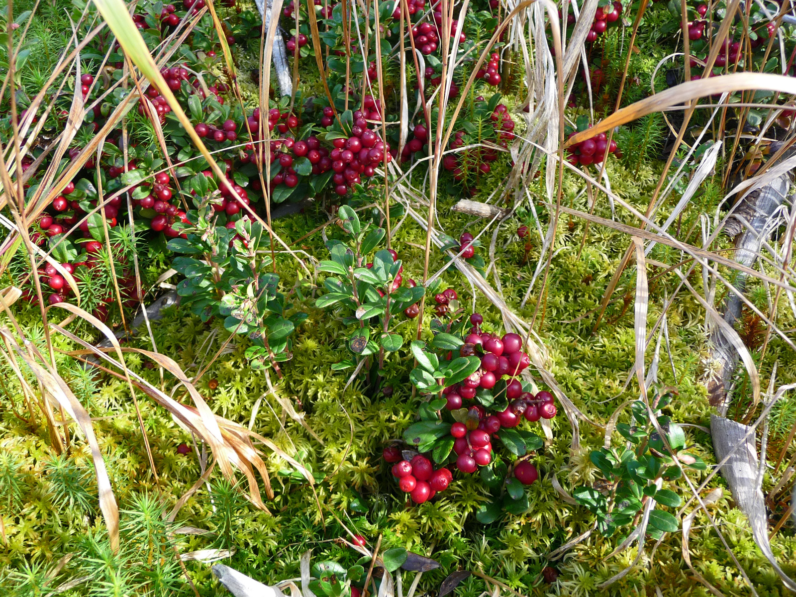 ilustrace na pozadí