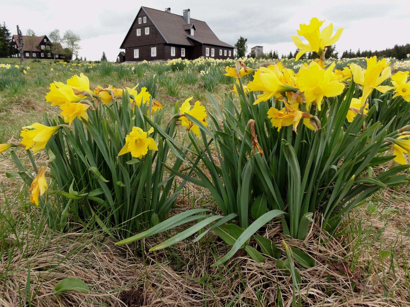 ilustrace na pozadí