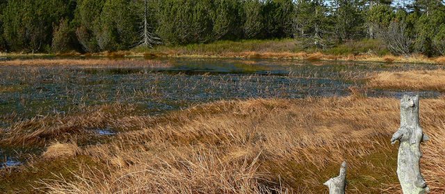 ilustrace na pozadí