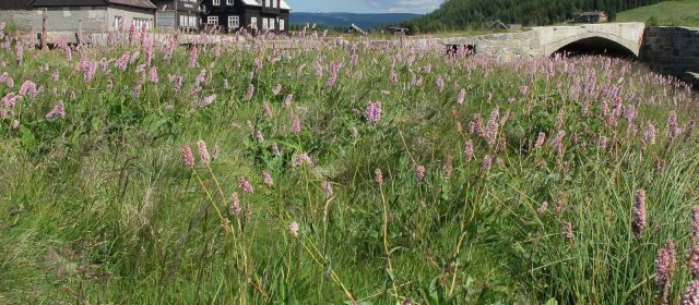 ilustrace na pozadí