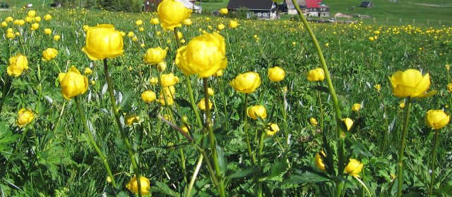 ilustrace na pozadí