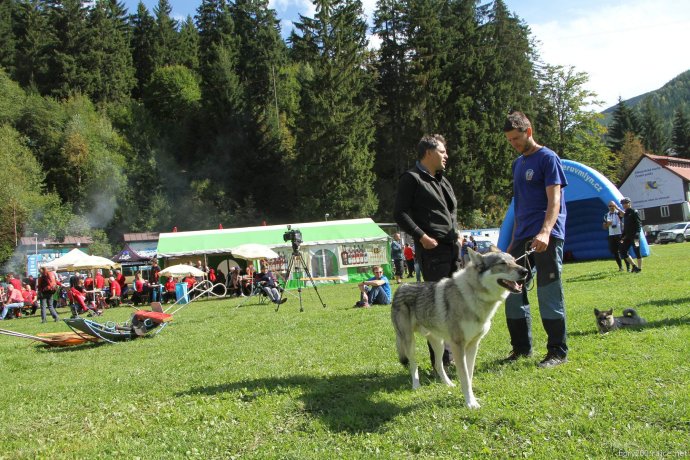 Ukázky kynologů na oslavách 80 let HS