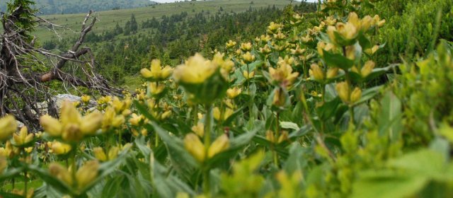 ilustrace na pozadí