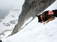 Kynologická rallye ve Vysokých Tatrách