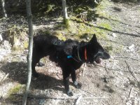 Kynologický výcvik pod dohledem České zemědělské univerzity