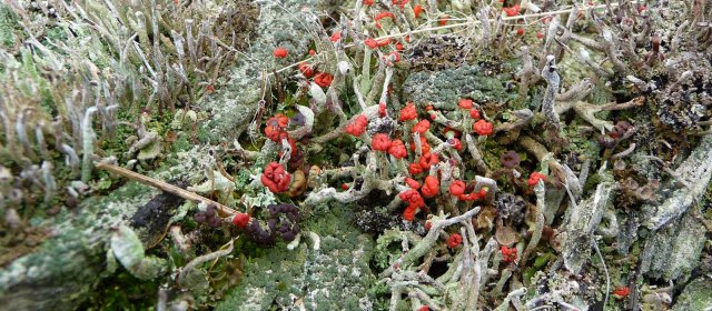 ilustrace na pozadí