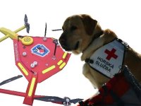 Kynologické cvičení pod dohledem dronů