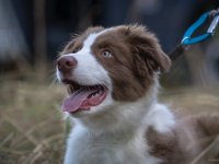 Atestační kynologický kurz