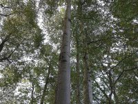 Záchrana paraglidisty ze stromu