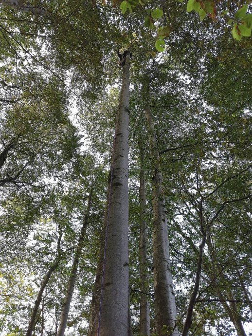 Záchrana paraglidisty ze stromu