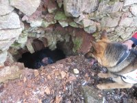 Kynologická brigáda cvičí v Orlických horách