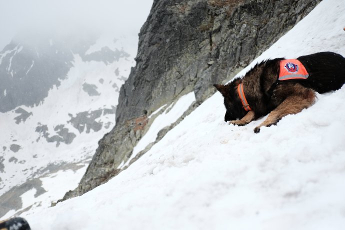 Kynologická rallye ve Vysokých Tatrách