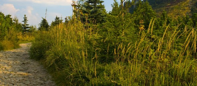 ilustrace na pozadí