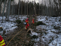 Neštěstí při těžbě dřeva