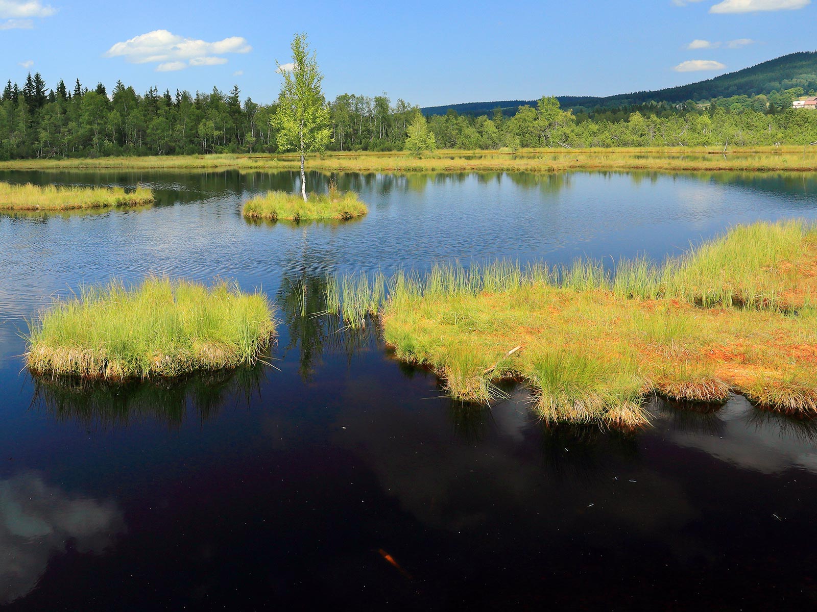 ilustrace na pozadí