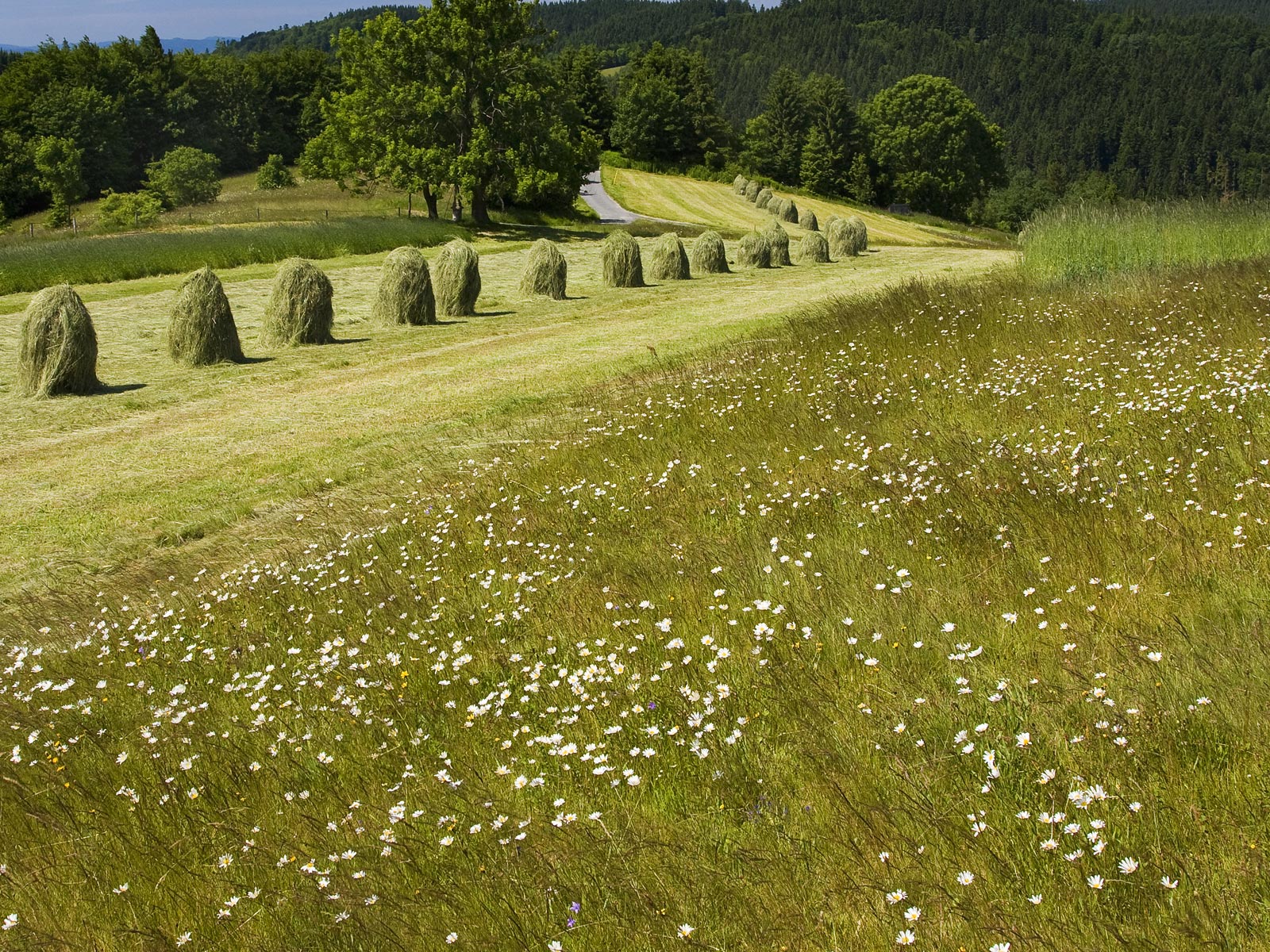 ilustrace na pozadí