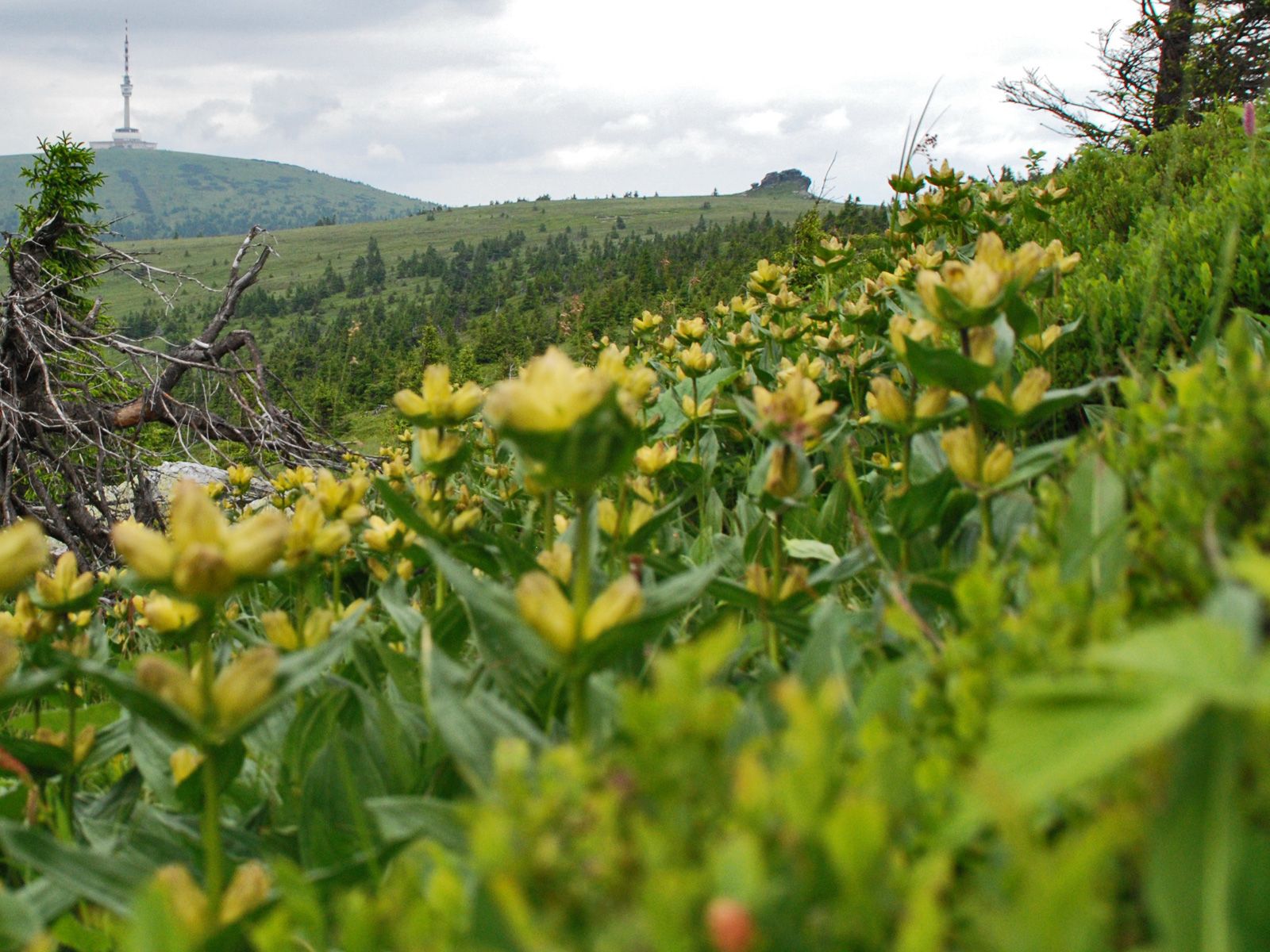 ilustrace na pozadí