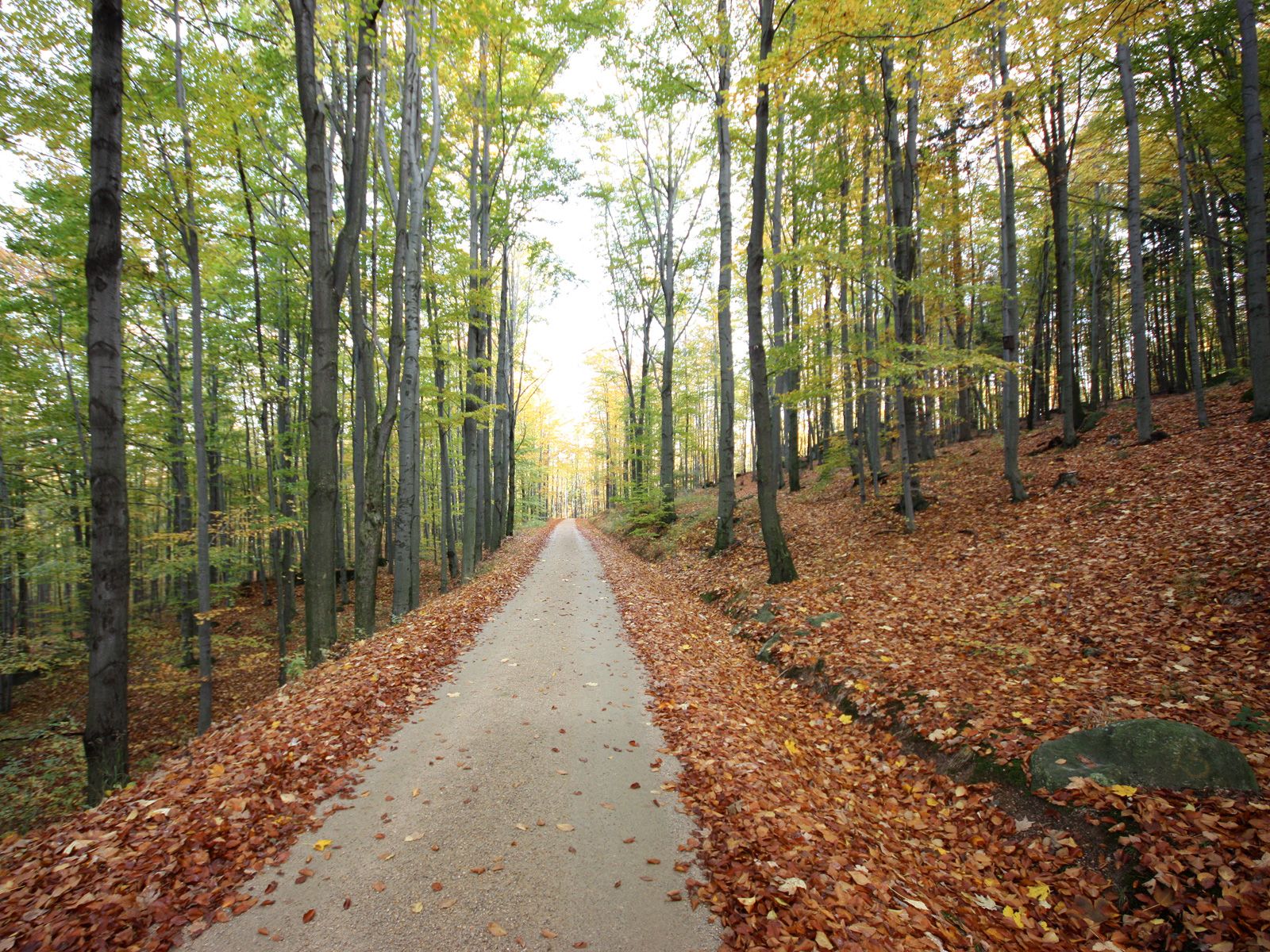 ilustrace na pozadí