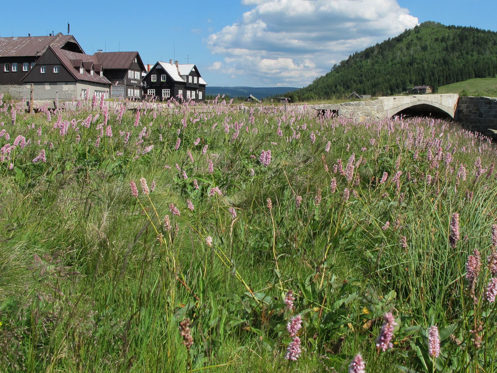 ilustrace na pozadí