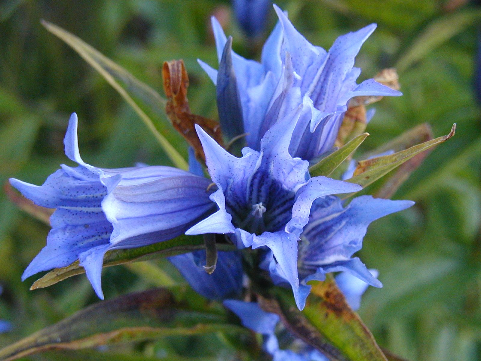 ilustrace na pozadí