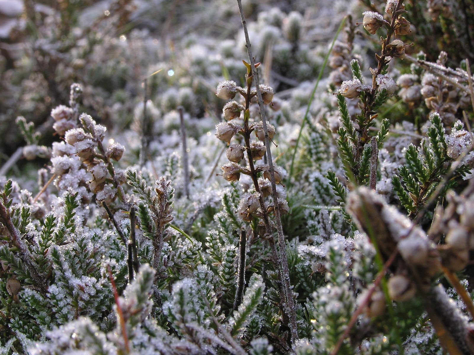 ilustrace na pozadí