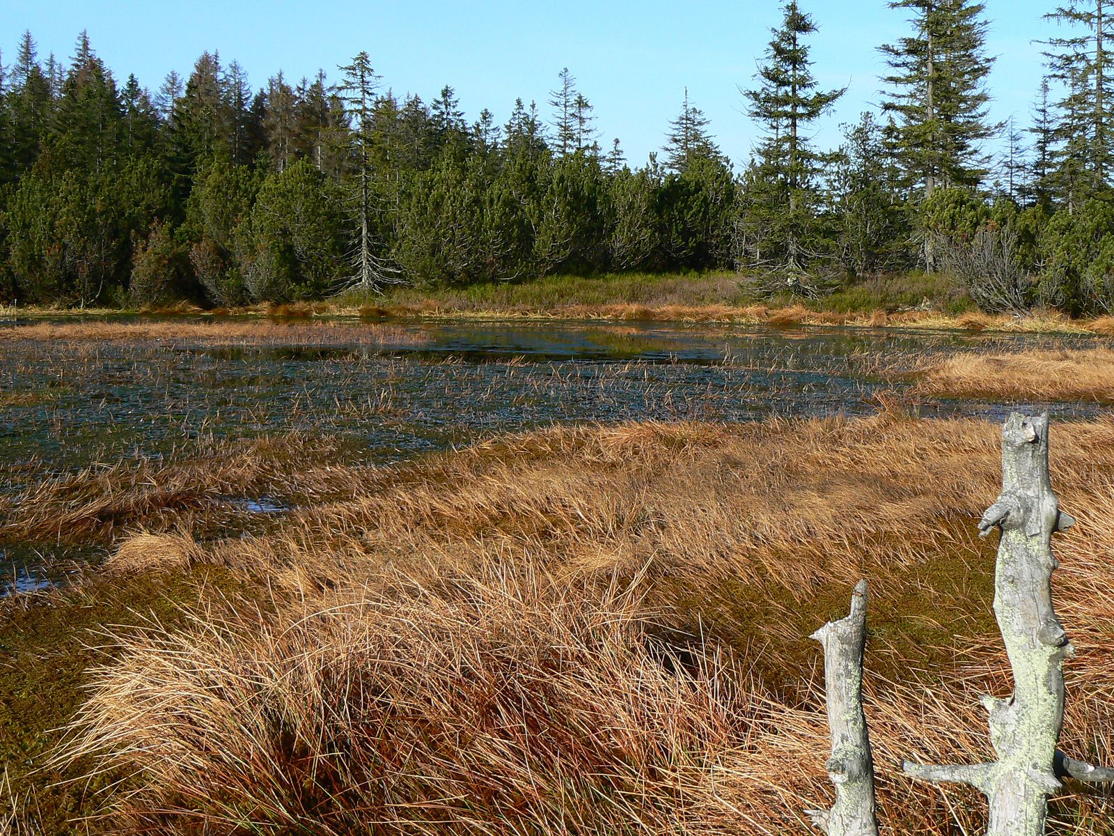 ilustrace na pozadí