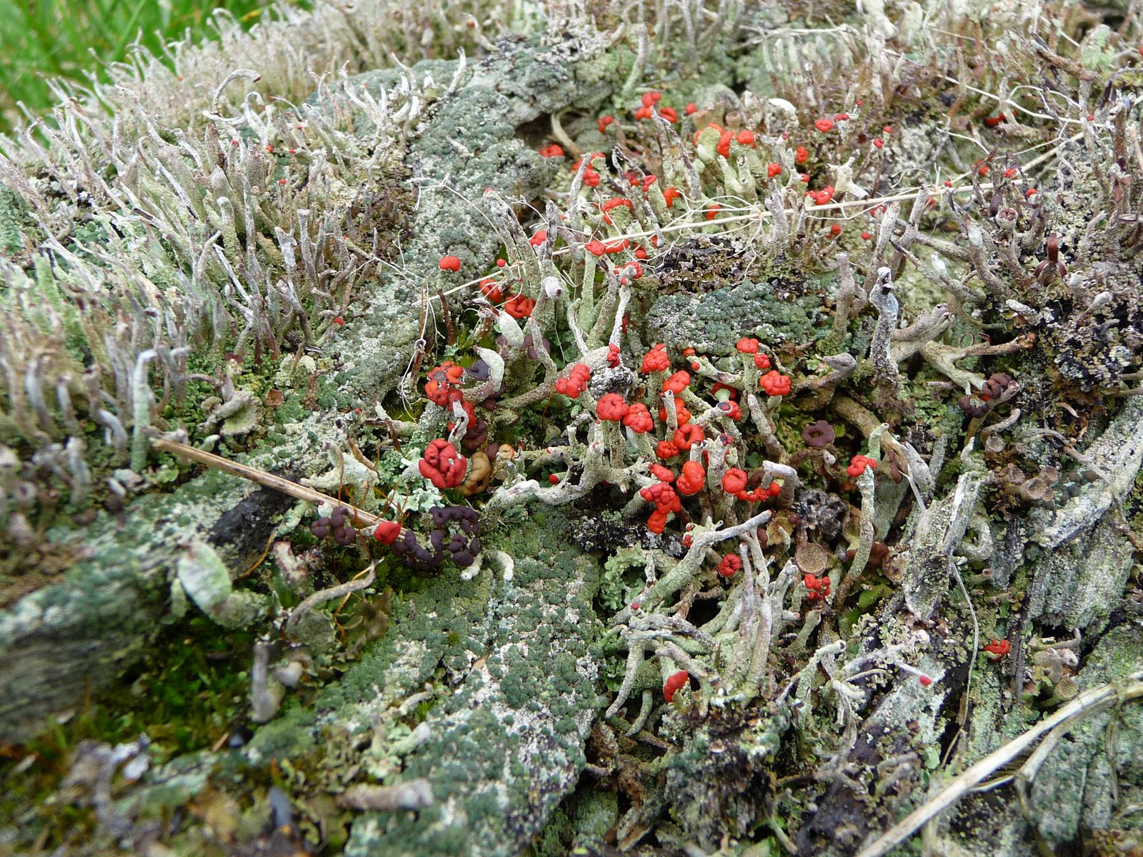 ilustrace na pozadí